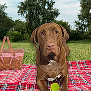 Konan joined the competition — help win amazing prizes! animal, basket, brown_dog, canine, daylight, dog, grass, leisure, nature, outdoor, park, pet, picnic_blanket, plaid, playing, recreation, relaxing, summer, tennis_ball, trees