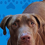 Konan is registered to the contest to win money with this photo: dog, brown_dog, close_up, pet, animal, canine, ears, eyes, nose, fur, portrait, looking_at_camera, background, blue_background, paw_prints, muzzle, snout, domestic_animal, friendly, cute