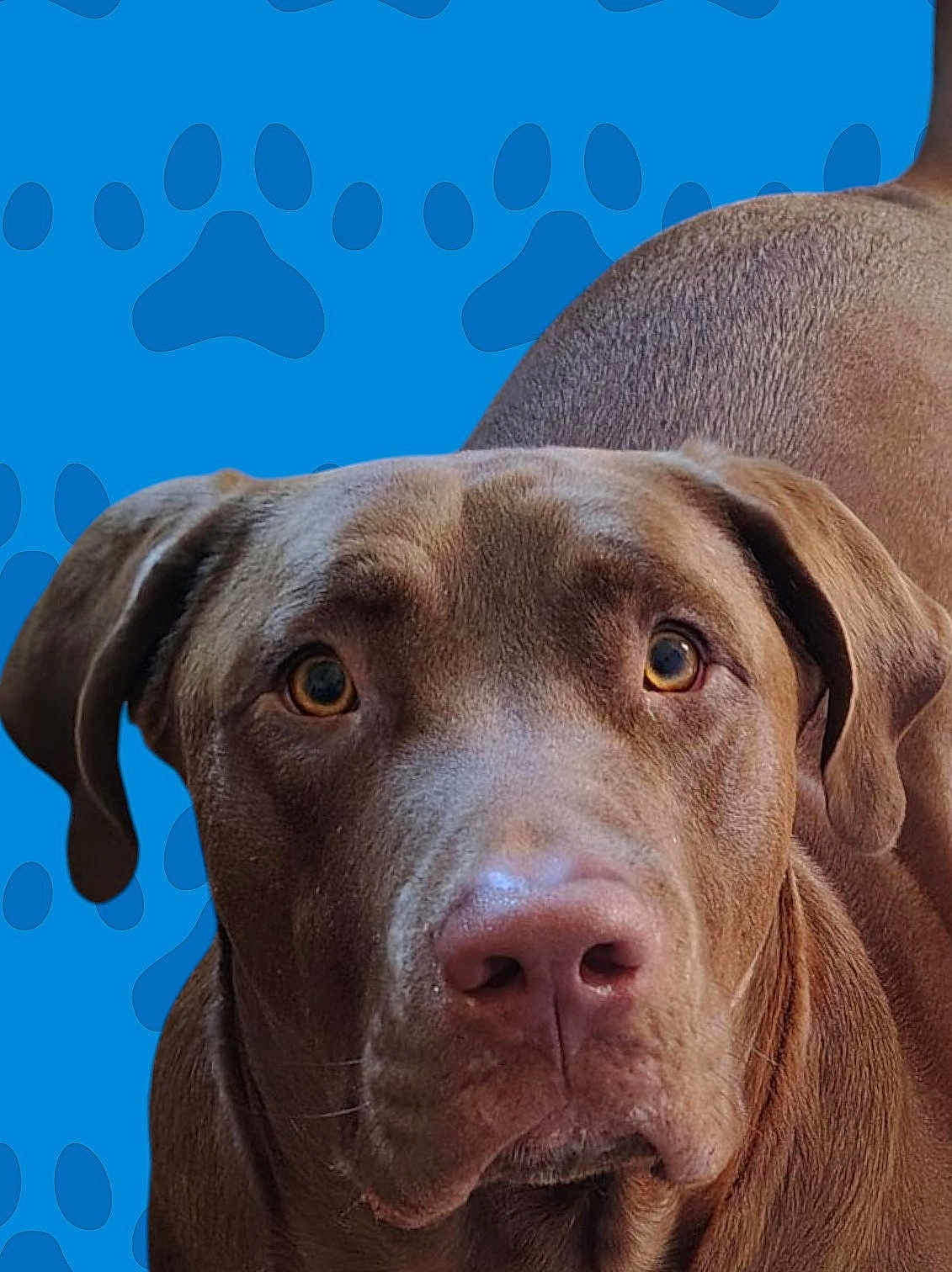 Konan is registered to the contest to win money with this photo: dog, brown_dog, close_up, pet, animal, canine, ears, eyes, nose, fur, portrait, looking_at_camera, background, blue_background, paw_prints, muzzle, snout, domestic_animal, friendly, cute