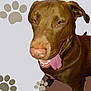 Konan is registered to the contest to win money with this photo: animal, background, brown_dog, canine, close_up, cute, dog, domestic_animal, ears, friendly, happy, mammal, paw_print, pet, playful, portrait, snout, studio_lighting, teeth, tongue_out