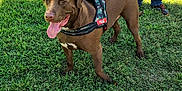 Konan is registered to the contest to win money with this photo: animal, bench, brown_dog, canine, daytime, dog, grass, happy, harness, jeans, leash, outdoor, panting, park, person, pet, shirt, sidewalk, sunlight, trash_can
