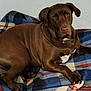 Konan is registered to the contest to win money with this photo: animal, blanket, brown_dog, canine, comfortable, cozy, dog, domestic_animal, ears, fur, indoors, looking, lounge, paw, pet, plaid, relaxed, resting, tail, wall