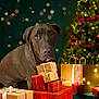 animal, brown_dog, celebration, christmas, christmas_lights, christmas_tree, cute, decorations, dog, festive, gift_boxes, holiday, holiday_season, indoor, ornaments, pet, presents, tinsel, tree, wrapped_gifts