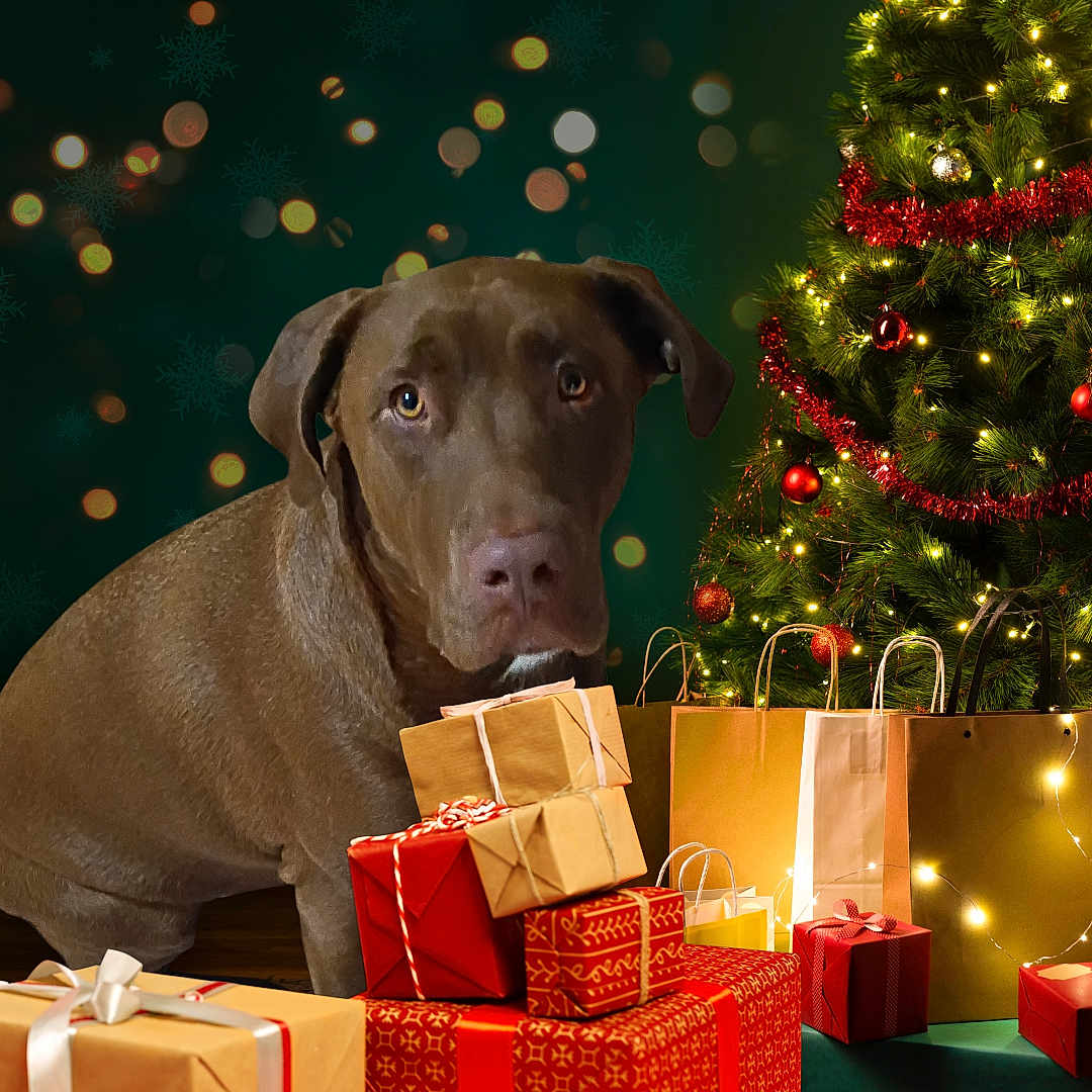 Konan is registered to the contest to win money with this photo: animal, brown_dog, celebration, christmas, christmas_lights, christmas_tree, cute, decorations, dog, festive, gift_boxes, holiday, holiday_season, indoor, ornaments, pet, presents, tinsel, tree, wrapped_gifts