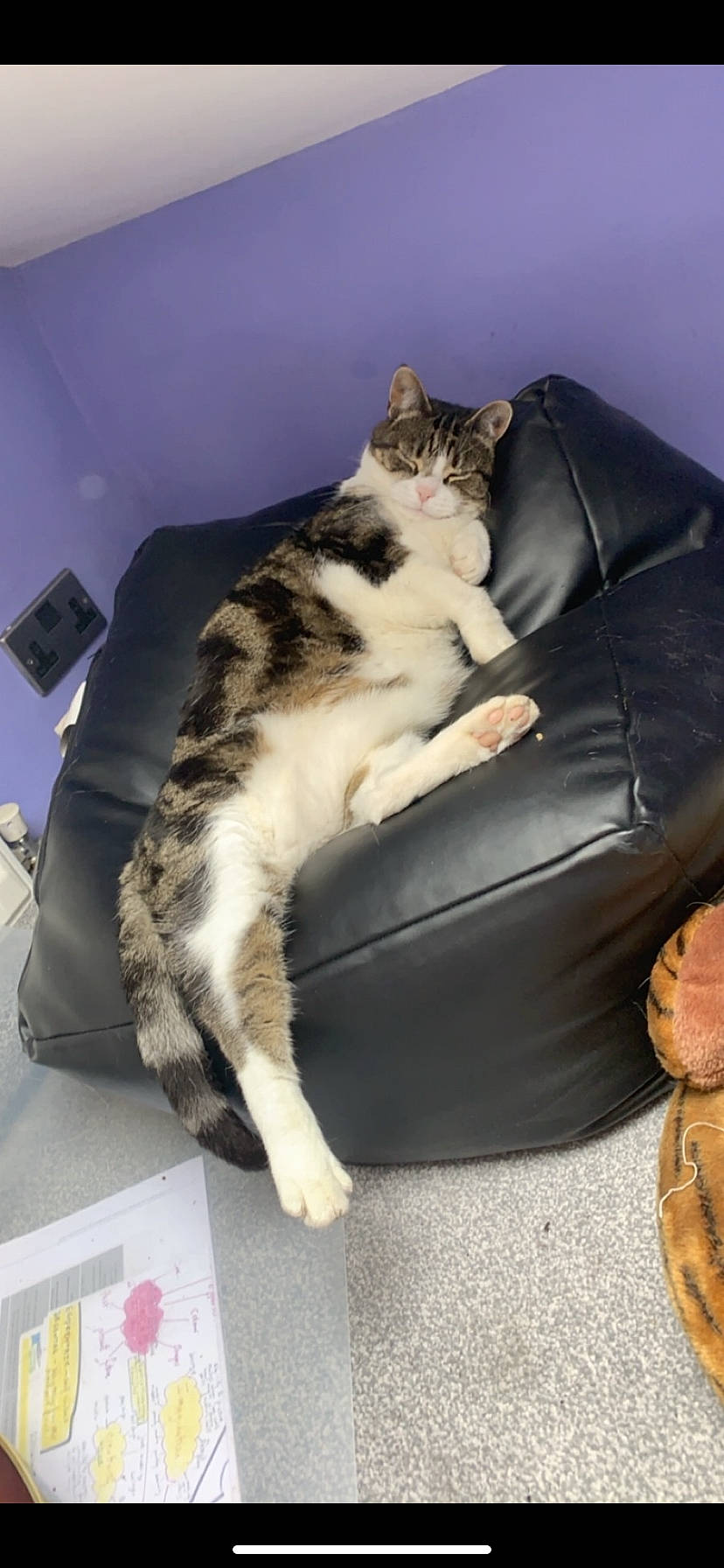 Sheridan joined the competition — help win amazing prizes! bean_bag, carnivore, cat, comfort, couch, domestic_short_haired_cat, felidae, fur, lap, mammal, paw, sitting, sleeper_chair, small_to_medium_sized_cats, tail, vertebrate, whiskers