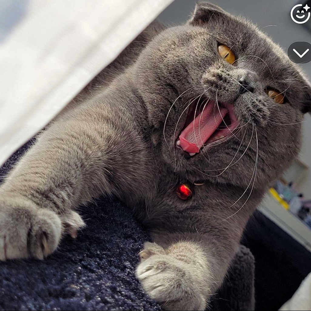 Romeo a rejoint le concours — aidez-le/la à gagner de superbes lots ! abyssinian, animal, bodypart, cat, claw, egyptiancat, electronics, hardware, hook, indoors, kitten, manx, mouth, person, pet, sleeping, snout, teeth, tongue, toy
