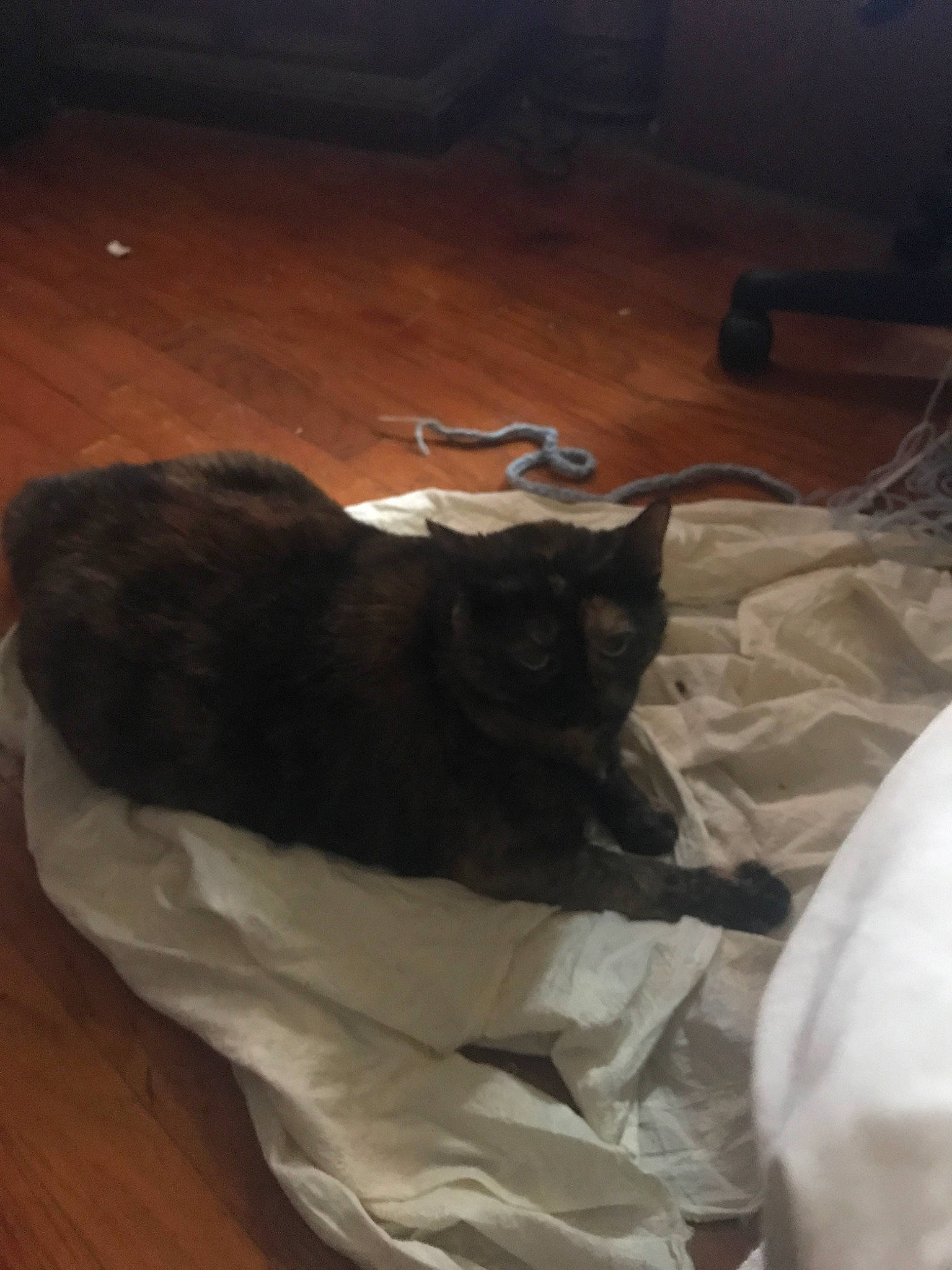 Smoosh is registered to the contest to win money with this photo: black_cat, carnivore, cat, felidae, small_to_medium_sized_cats, tail, whiskers