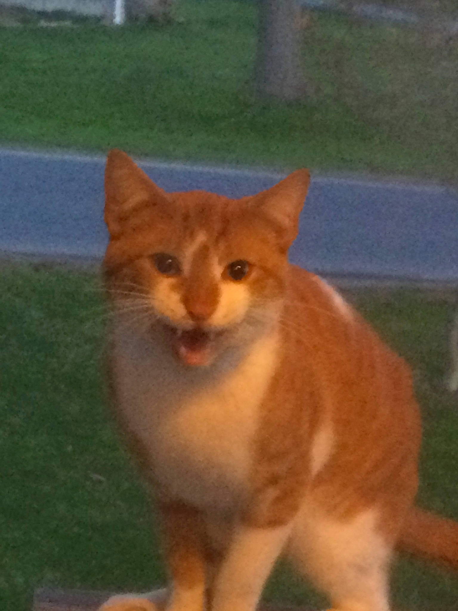 Whisper is registered to the contest to win money with this photo: abyssinian, aegean_cat, carnivore, cat, domestic_short_haired_cat, fawn, felidae, mammal, small_to_medium_sized_cats, somali, tail, vertebrate, whiskers