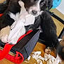 Ranger The Big Boy is registered to the contest to win money with this photo: animal, bag, black_and_white, chewing, close_up, curious, cute, dog, floor, guilty, indoor, mess, paw, pet, playful, puppy, red_strap, tissue_paper, toy_ball, wooden_floor