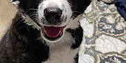 Ranger The Big Boy joined the competition — help win amazing prizes! adorable, animal, black_and_white, blanket, canine, closeup, cute, dog, face, friendly, fur, happy, indoor, pattern, pet, puppy, sitting, smiling, whiskers, young