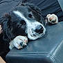 Ranger The Big Boy is registered to the contest to win money with this photo: adorable, animal, black_and_white, closeup, companion, cozy, cute, dog, fur, indoor, leather, paw, pet, portrait, puppy, relaxed, resting, sleeping, snout, young_dog
