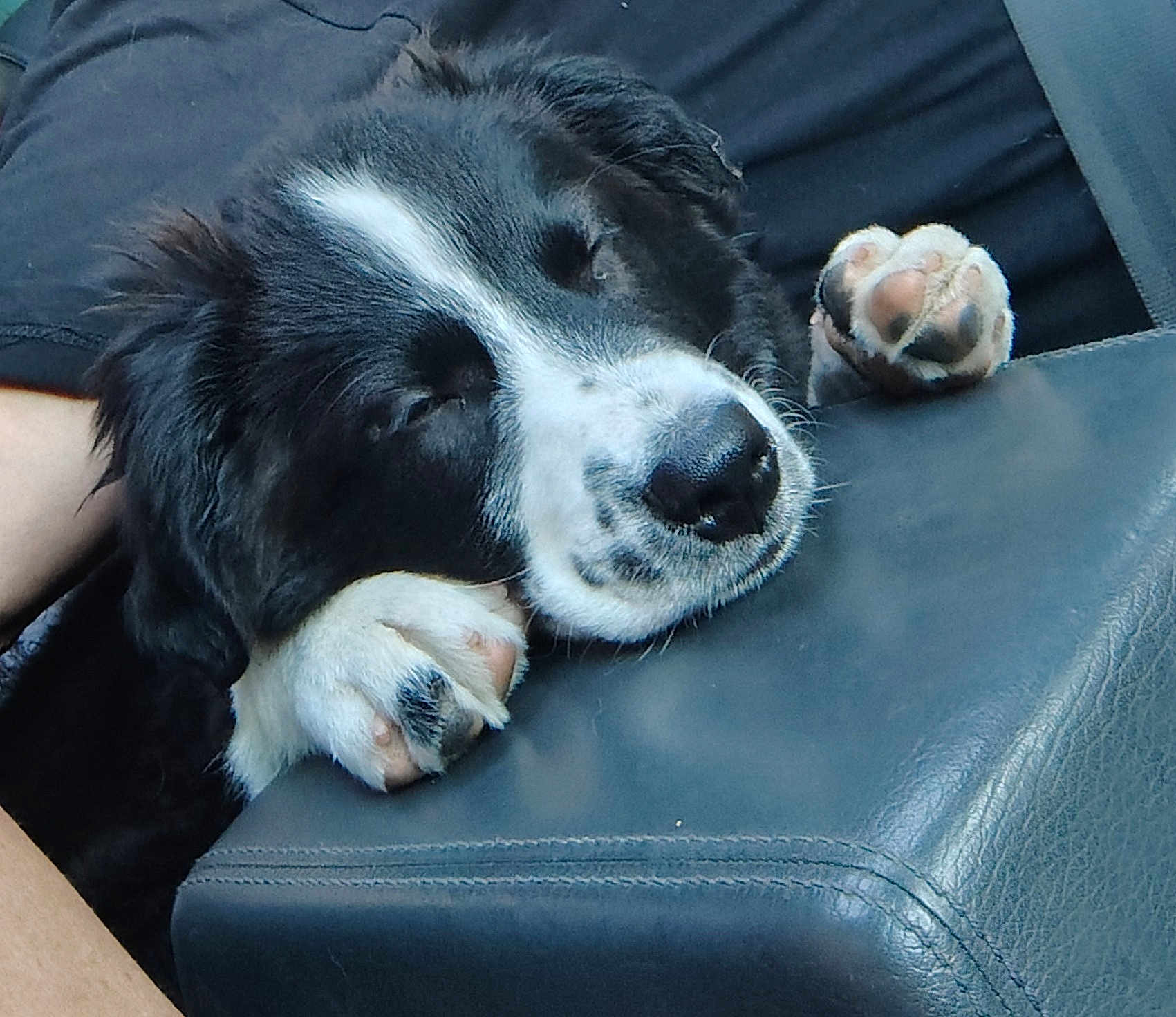 Ranger The Big Boy