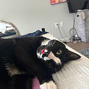 Boots is registered to the contest to win money with this photo: cat, black_and_white, tongue_out, lying_down, bed, blanket, pillow, indoor, pet, whiskers, relaxed, playful, fur, close_up, face, eye, home, furniture, television, cable