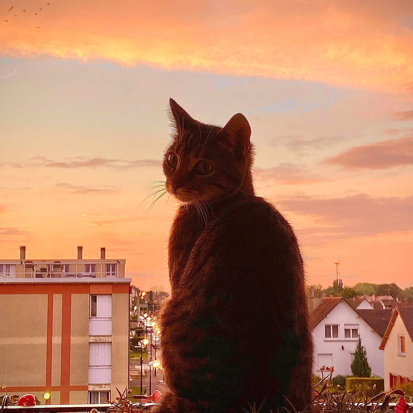 Soupline participe au concours pour gagner de l'argent avec cette photo : animal, architecture, building, cat, city, fence, grass, helmet, house, housing, nature, outdoors, person, pet, plant, pottedplant, shelter, sky, urban, villa