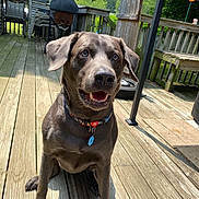 Comet is registered to the contest to win money with this photo: dog, brown_dog, happy_dog, wooden_deck, outdoor, porch, collar, dog_tag, sitting, sunlight, grill, stacked_chairs, trees, fence, tongue, ears, nose, eyes, summer, backyard