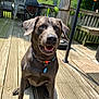 dog, brown_dog, happy_dog, wooden_deck, outdoor, porch, collar, dog_tag, sitting, sunlight, grill, stacked_chairs, trees, fence, tongue, ears, nose, eyes, summer, backyard
