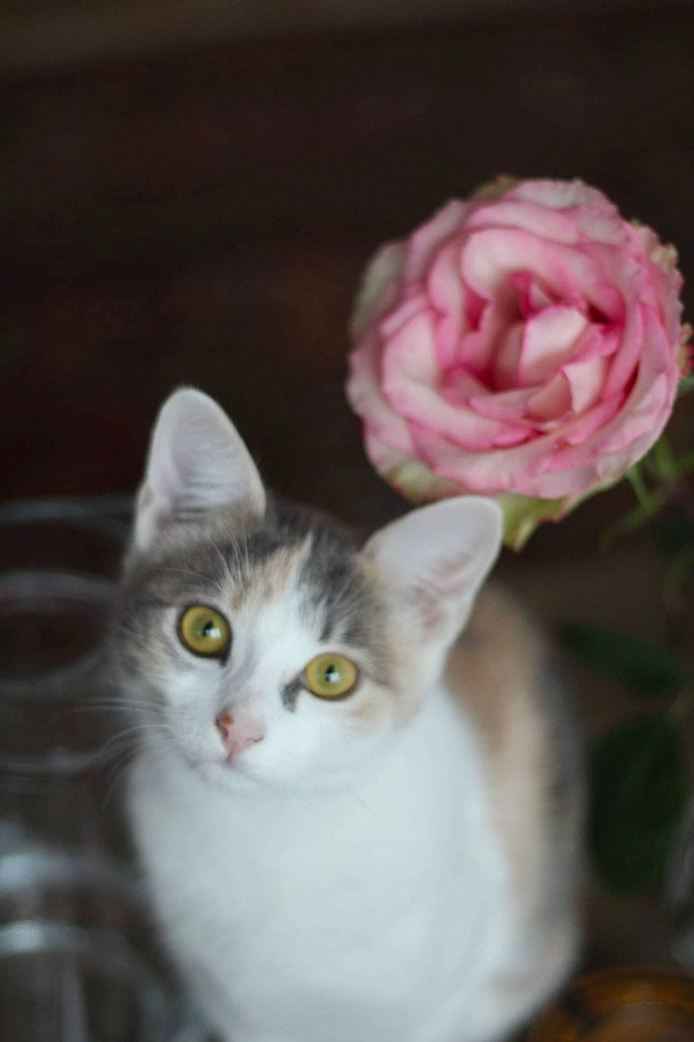 Iddy a rejoint le concours — aidez-le/la à gagner de superbes lots ! artificial_flower, carnivore, cat, cut_flowers, domestic_short_haired_cat, felidae, flower, flower_arranging, fur, iris, paw, petal, plant, rose, rose_family, rose_order, small_to_medium_sized_cats, snout, tail, whiskers