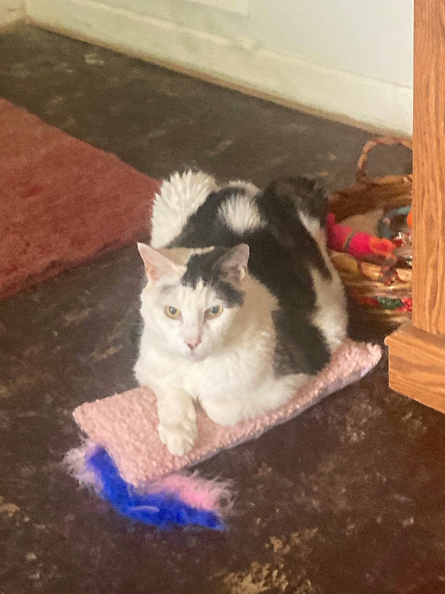 Rambo joined the competition — help win amazing prizes! abyssinian, accessories, angora, animal, architecture, building, cat, furniture, hardwood, homedecor, indoors, kitten, livingroom, manx, mat, person, pet, room, sleeping, wood