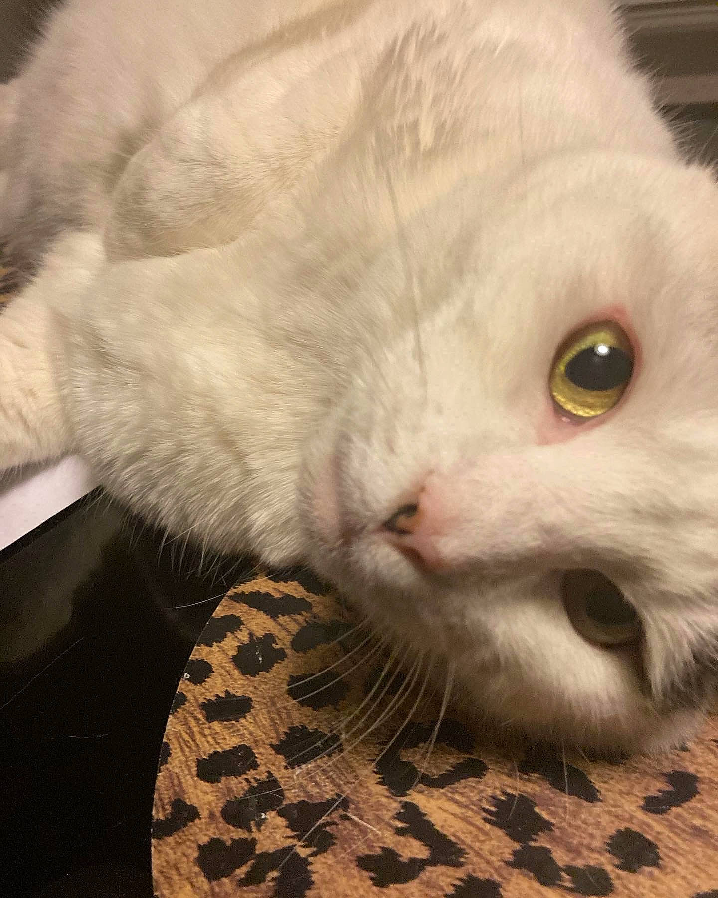 Rambo