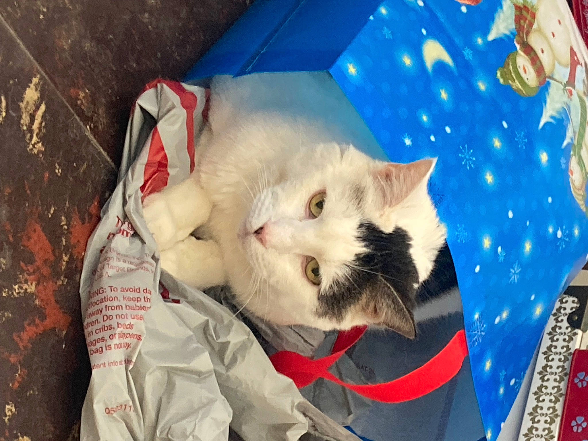 Rambo joined the competition — help win amazing prizes! carnivore, cat, creative_arts, domestic_short_haired_cat, fang, felidae, fur, linens, pattern, paw, small_to_medium_sized_cats, tail, whiskers