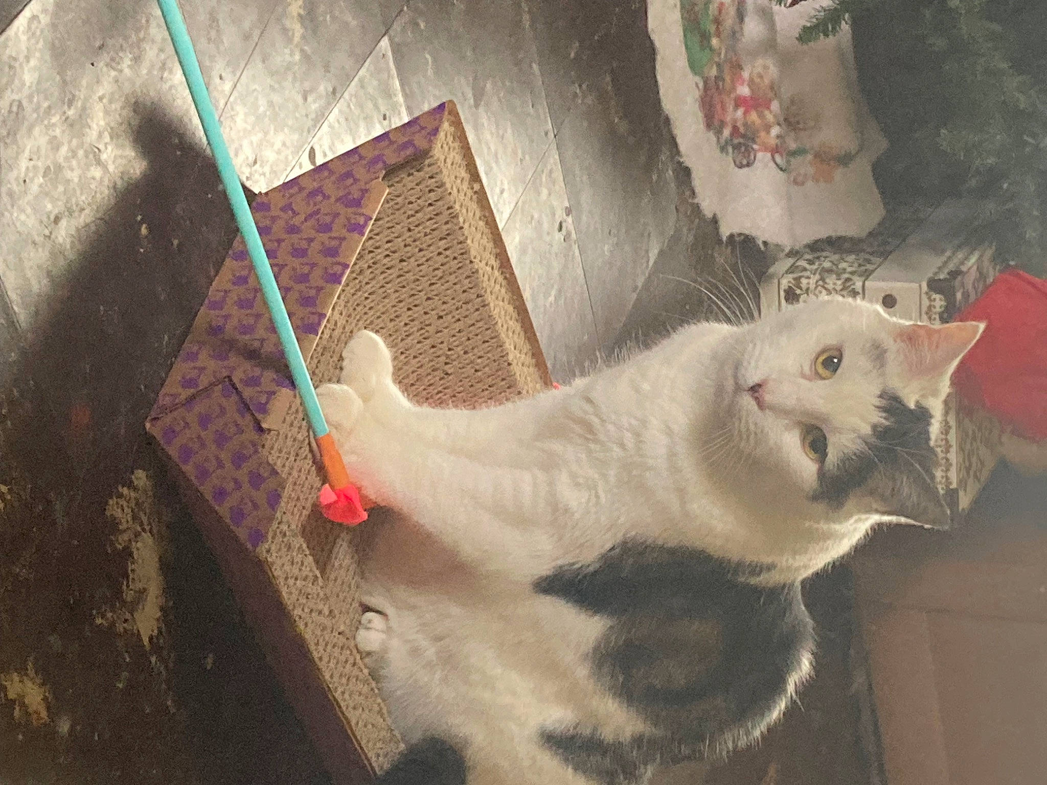 Rambo
