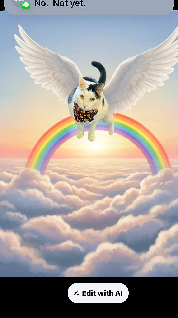 Rambo joined the competition — help win amazing prizes! angel_wings, animal, bandana, cat, clouds, colorful, cute, digital_art, fantasy, flying, illustration, nature, pet, rainbow, serene, sky, soft_light, sunrise, sunset, whimsical
