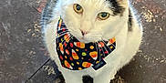 Rambo joined the competition — help win amazing prizes! accessories, animal, bandana, cat, clothing, face, formalwear, head, headband, kitten, leash, manx, pattern, person, pet, photography, portrait, slate, strap, tie