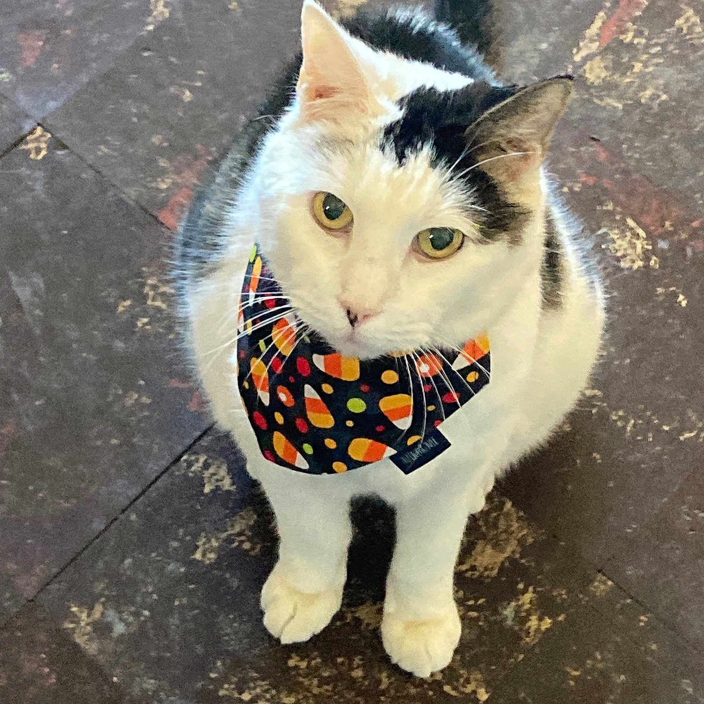 Rambo joined the competition — help win amazing prizes! accessories, animal, bandana, cat, clothing, face, formalwear, head, headband, kitten, leash, manx, pattern, person, pet, photography, portrait, slate, strap, tie