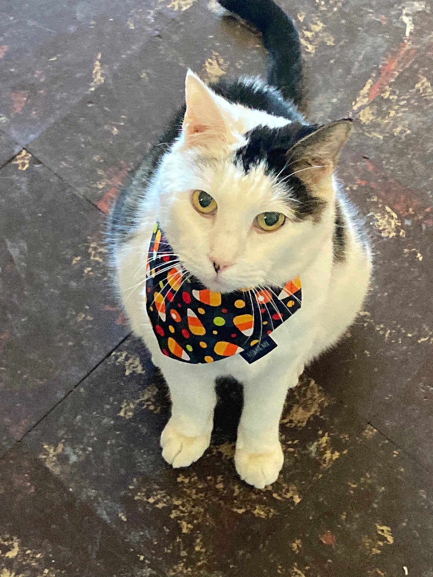 Rambo joined the competition — help win amazing prizes! accessories, animal, bandana, cat, clothing, face, formalwear, head, headband, kitten, leash, manx, pattern, person, pet, photography, portrait, slate, strap, tie