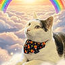 Rambo joined the competition — help win amazing prizes! cat, bandana, clouds, rainbow, fluffy, pastel_colors, sky, tribute, memorial, pet, animal, white_cat, black_spots, cute, portrait, soft_light, peaceful, floating, fantasy, whiskers