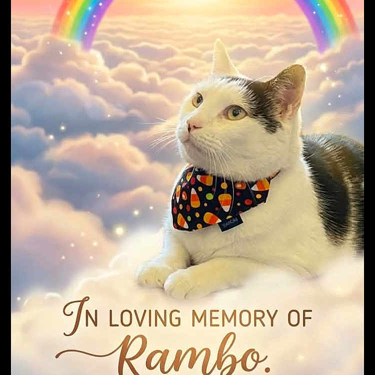 Rambo is registered to the contest to win money with this photo: cat, rainbow, clouds, sunset, sky, memorial, text_overlay, heart, pet, animal, portrait, bandana, fluffy, cute, soft_light, sentimental, peaceful, colorful, feline, tribute