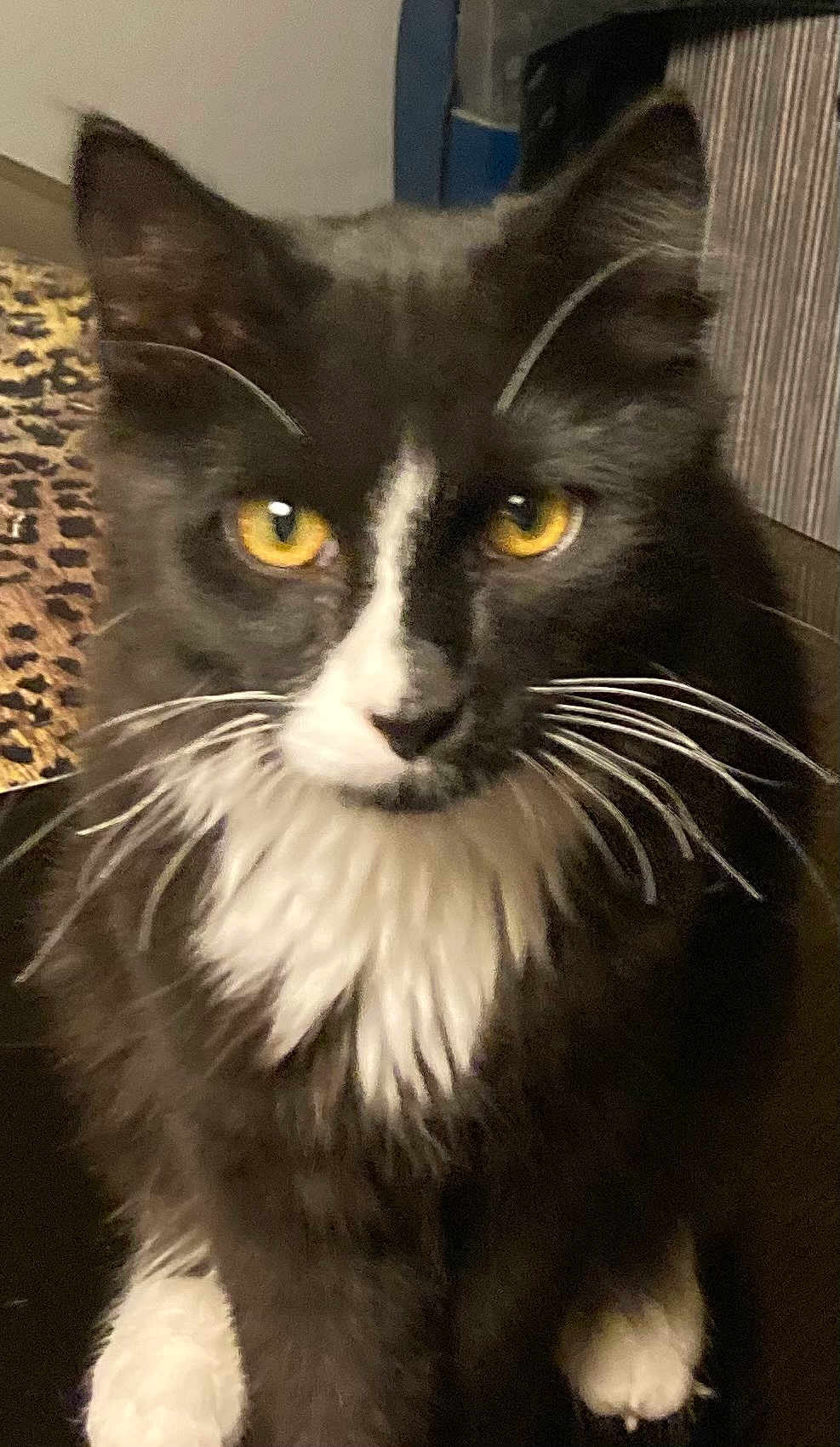 Mojo joined the competition — help win amazing prizes! cat, black_and_white, yellow_eyes, whiskers, fluffy, indoor, close_up, pet, feline, sitting, portrait, animal, cute, fur, face, eyes, domestic_cat, mammal, tabby_pattern, whisker