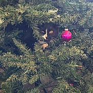 Mojo is registered to the contest to win money with this photo: animal, black_and_white_cat, branches, cat, christmas_tree, closeup, curious, cute, decorations, feline, festive, greenery, hidden, holiday, indoor, ornament, pet, playful, seasonal, tuxedo_cat