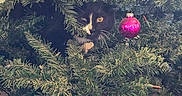 Mojo is registered to the contest to win money with this photo: animal, black_and_white_cat, branches, cat, christmas_tree, closeup, curious, cute, decorations, feline, festive, greenery, hidden, holiday, indoor, ornament, pet, playful, seasonal, tuxedo_cat