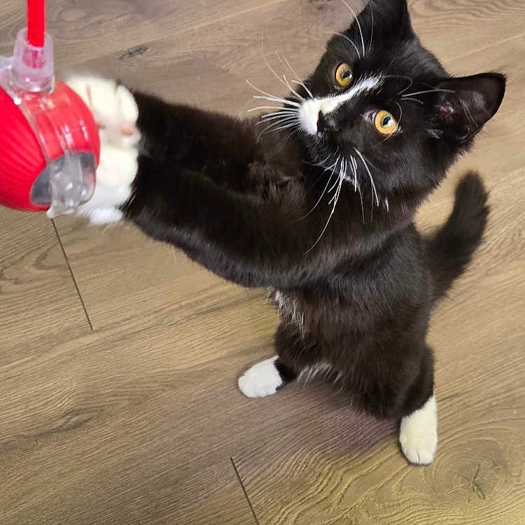 Mojo