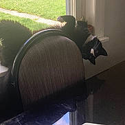 Mojo joined the competition — help win amazing prizes! black_and_white, cat, chair, curious, domestic, feline, green_lawn, home, indoor, pet, playful, reflection, relaxing, resting, striped, sunlight, table, upside_down, window_screen, windowsill