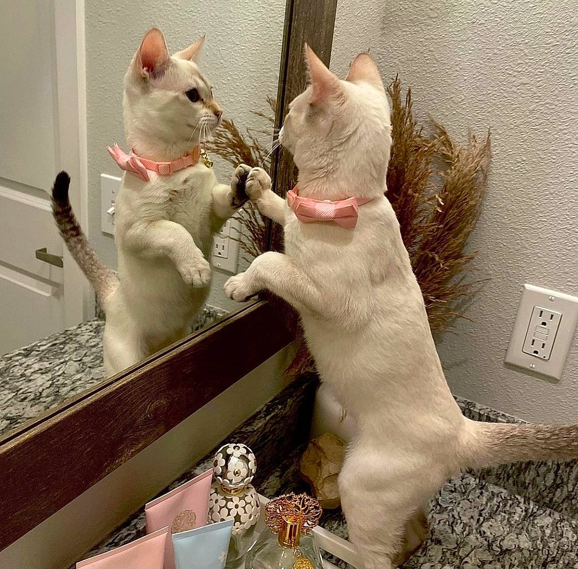 Katara joined the competition — help win amazing prizes! carnivore, cat, claw, comfort, domestic_short_haired_cat, fawn, felidae, fur, paw, photo_caption, picture_frame, rectangle, room, small_to_medium_sized_cats, snout, tail, wall_plate, whiskers, white