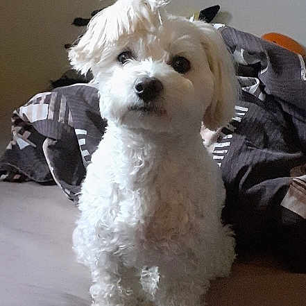 Stella