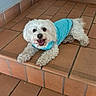 dog, small_dog, white_fur, curly_fur, blue_shirt, turquoise_clothing, happy, smiling, open_mouth, lying_down, front_paws, indoor, tile_floor, stairs, corner, wall, home, portrait, pet, cute