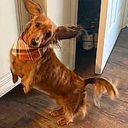 Leo is registered to the contest to win money with this photo: animal, bandana, brown_dog, cabinet, canine, dachshund, dog, domestic, door, ears_flapping, fur, indoor, kitchen, mischievous, motion_blur, pet, pet_accessory, playful, tail, wooden_floor