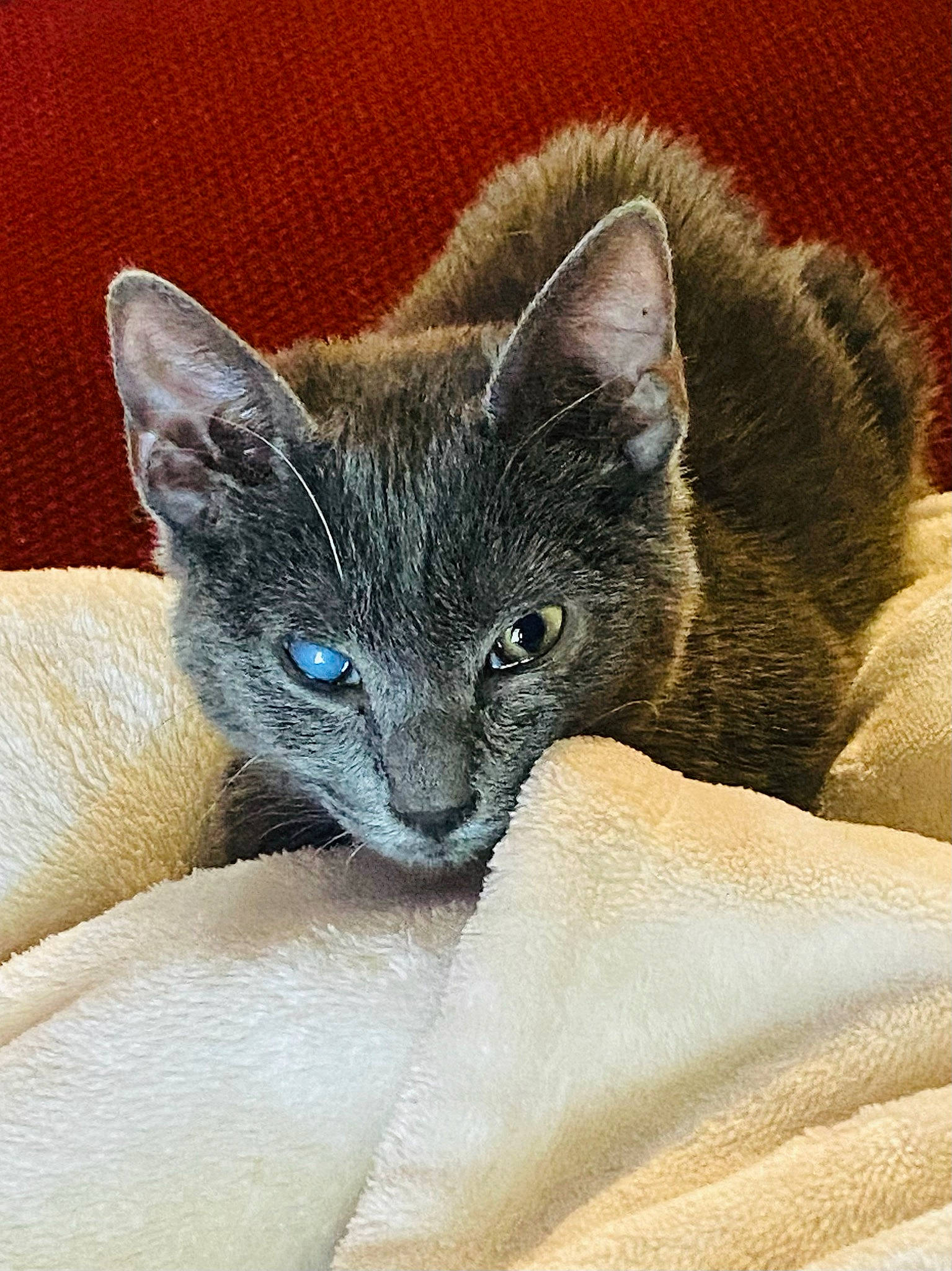 Nick Furry is registered to the contest to win money with this photo: carnivore, cat, cat_supply, claw, comfort, domestic_short_haired_cat, ear, eye, felidae, fur, grey, head, human_body, small_to_medium_sized_cats, snout, terrestrial_animal, whiskers