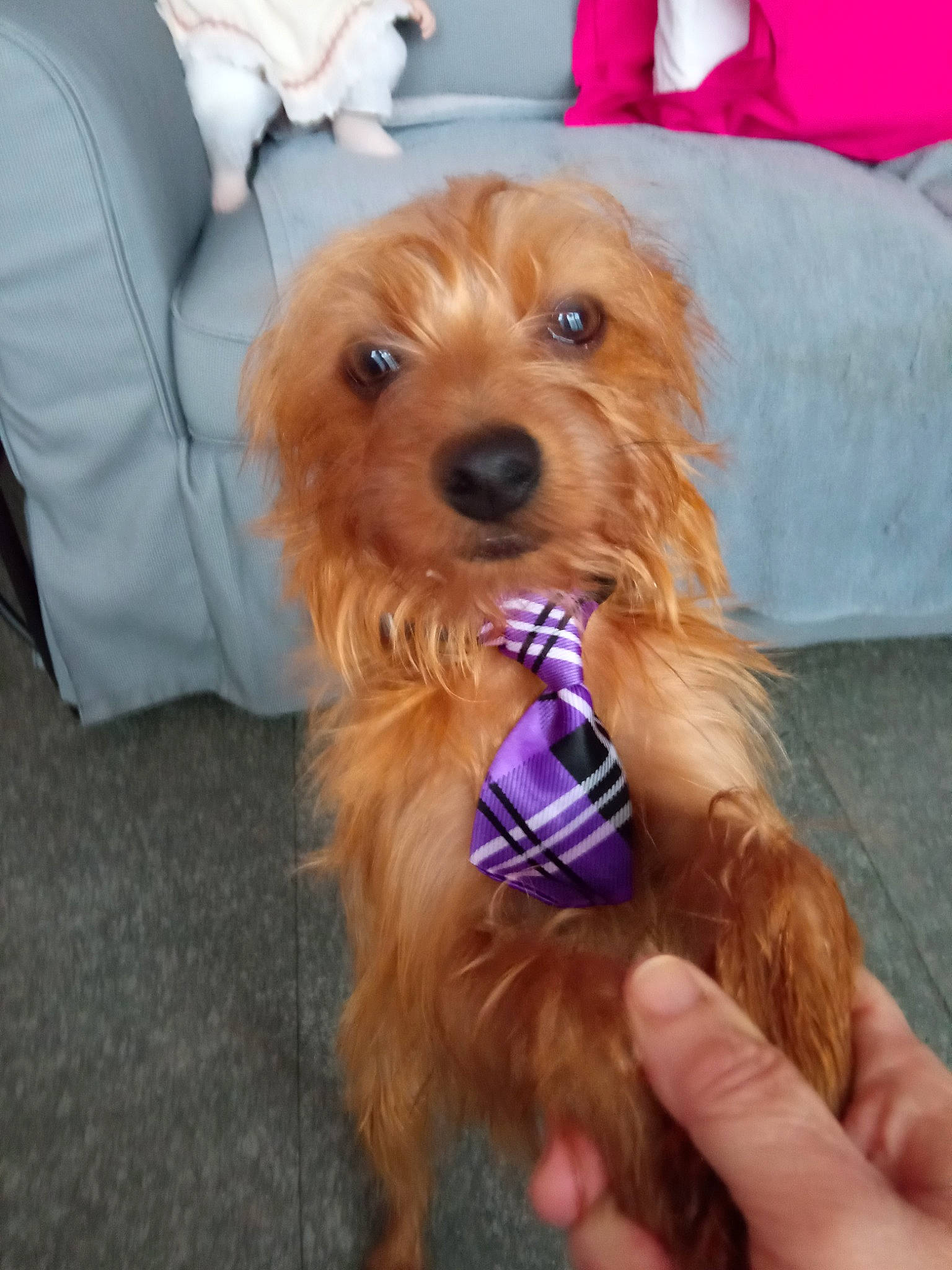 Zéphir participe au concours pour gagner de l'argent avec cette photo : canidae, carnivore, collar, companion_dog, dog, dog_breed, dog_clothes, dog_collar, dog_supply, event, fashion_accessory, fawn, firefighter, fur, hat, liver, snout, sporting_group, toy_dog, working_animal
