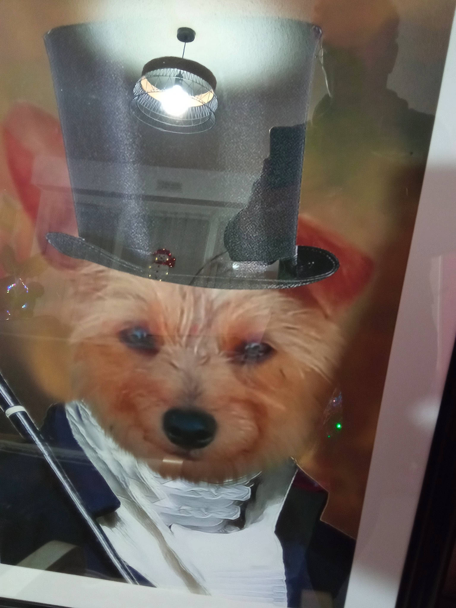 Zéphir a rejoint le concours — aidez-le/la à gagner de superbes lots ! audio_equipment, canidae, carnivore, companion_dog, costume_hat, dog, dog_breed, fashion_accessory, fawn, fedora, fur, hat, party_hat, selfie, toy_dog, whiskers, working_animal