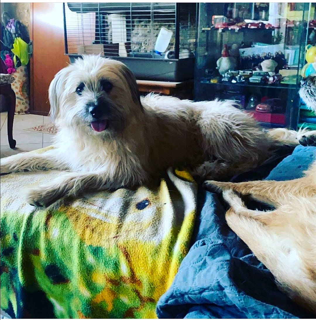 Rox a rejoint le concours — aidez-le/la à gagner de superbes lots ! canidae, carnivore, chair, companion_dog, dog, dog_breed, dog_clothes, dog_supply, fawn, fur, liver, plant, puppy_love, shih_tzu, small_terrier, snout, sporting_group, terrier, toy_dog, working_animal