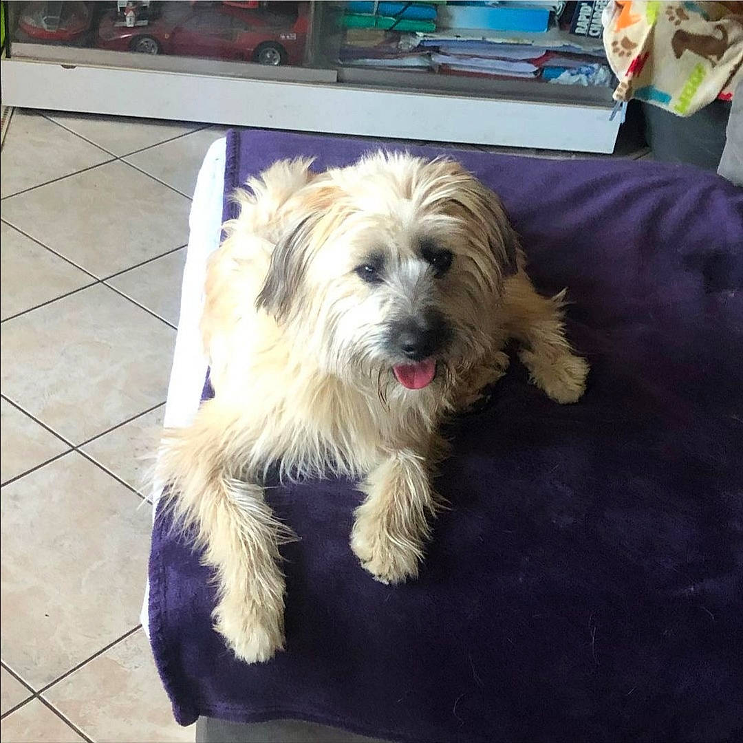 Rox a rejoint le concours — aidez-le/la à gagner de superbes lots ! australian_terrier, biewer_terrier, canidae, carnivore, companion_dog, dog, dog_breed, flooring, fur, maltepoo, non_sporting_group, paw, poodle_crossbreed, puppy_love, small_terrier, snout, sporting_group, terrier, toy_dog, yorkipoo