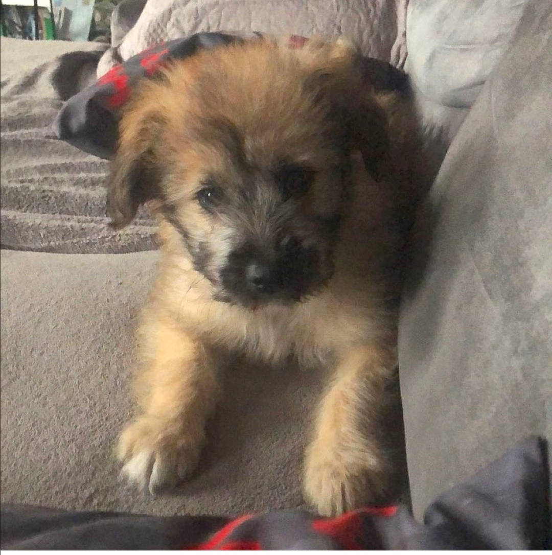 Rox participe au concours pour gagner de l'argent avec cette photo : ancient_dog_breeds, canidae, carnivore, companion_dog, dog, dog_breed, fawn, fur, maltepoo, non_sporting_group, paw, small_terrier, snout, sporting_group, terrestrial_animal, toy_dog, working_animal