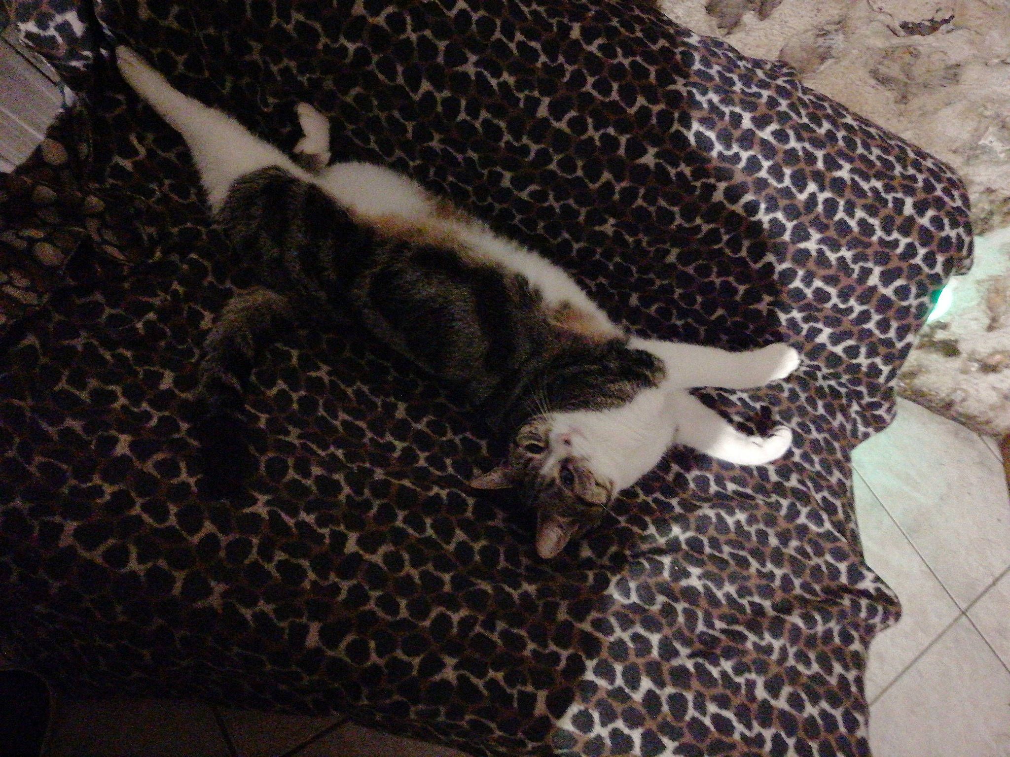 Nanou a rejoint le concours — aidez-le/la à gagner de superbes lots ! brown, carnivore, carpet, cat, comfort, dog_breed, domestic_short_haired_cat, fawn, felidae, flooring, fur, grey, linens, pattern, paw, small_to_medium_sized_cats, tail, terrestrial_animal, whiskers, wood