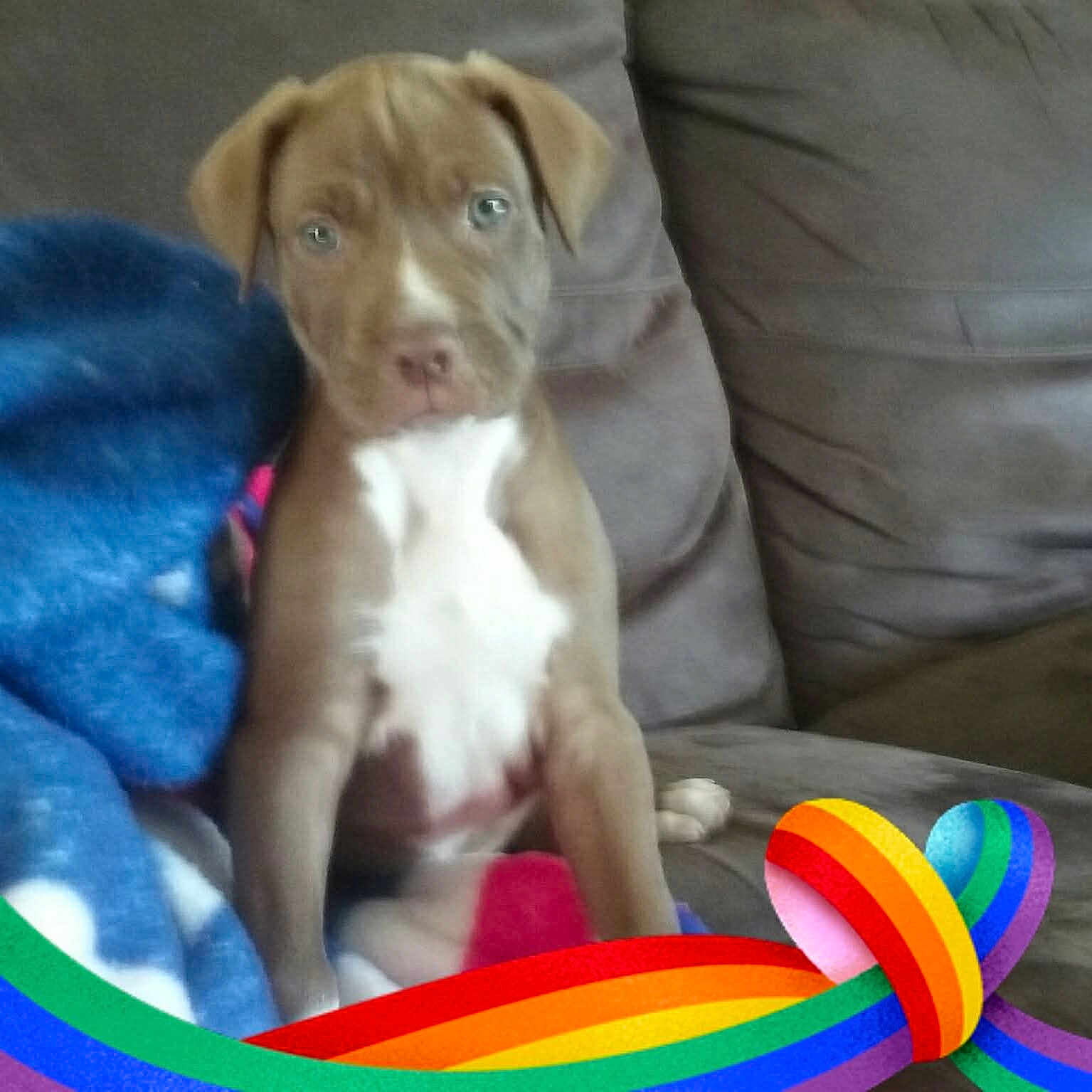 Bass'T' is registered to the contest to win money with this photo: animal, blanket, blue_blanket, brown, companion, couch, cozy, cute, dog, domestic_animal, furniture, indoor, looking_at_camera, pet, puppy, rainbow_ribbon, sitting, soft_fabric, white_chest, young_dog