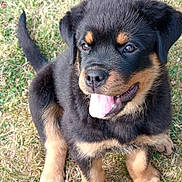 Baya a rejoint le concours — aidez-le/la à gagner de superbes lots ! puppy, rottweiler, dog, grass, tongue_out, cute, pet, animal, outdoor, fur, black_and_tan, young, sitting, happy, playful, canine, friendly, adorable, nature, closeup