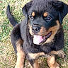 puppy, rottweiler, dog, grass, tongue_out, cute, pet, animal, outdoor, fur, black_and_tan, young, sitting, happy, playful, canine, friendly, adorable, nature, closeup